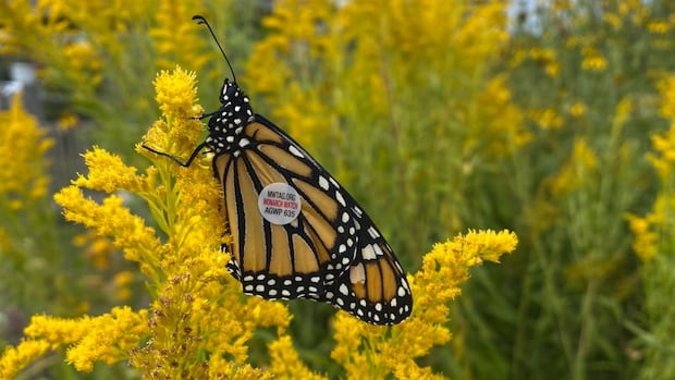 monarch-butterfly-numbers-plunge-on-prince-edward-island-after-dry-summer