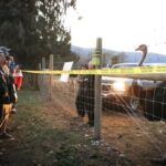 stay-of-ostrich-cull-in-southeast-bc.-an-ongoing-potential-health-risk,-cfia-says