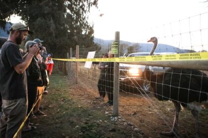 stay-of-ostrich-cull-in-southeast-bc.-an-ongoing-potential-health-risk,-cfia-says