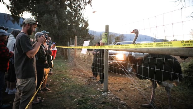 stay-of-ostrich-cull-in-southeast-bc.-an-ongoing-potential-health-risk,-cfia-says