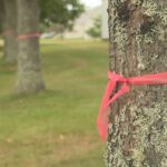 georgetown-resident-‘perplexed’-over-tree-removal-as-part-of-water-and-sewer-work