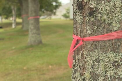 georgetown-resident-‘perplexed’-over-tree-removal-as-part-of-water-and-sewer-work