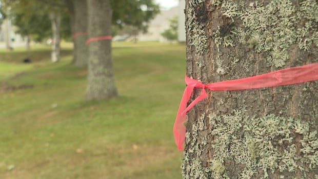 georgetown-resident-‘perplexed’-over-tree-removal-as-part-of-water-and-sewer-work