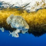 dozens-of-nations-move-to-safeguard-international-waters,-but-not-canada-yet