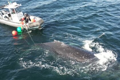 crew-unravels-humpback-whale-from-rope-and-fishing-gear-off-bc.’s-coast