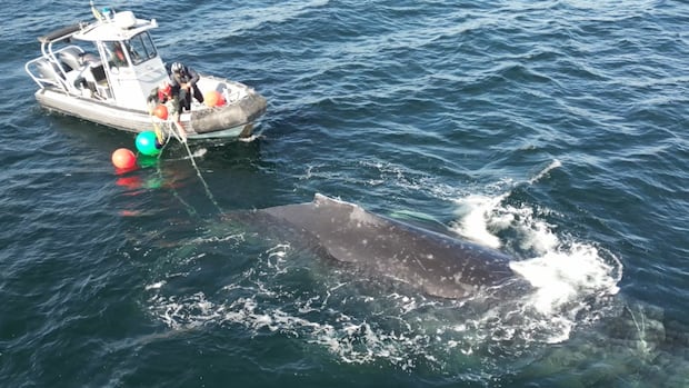 crew-unravels-humpback-whale-from-rope-and-fishing-gear-off-bc.’s-coast