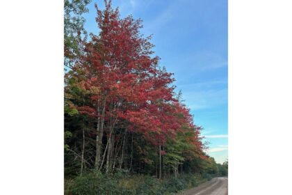 its-time-to-go-back-in-the-woods