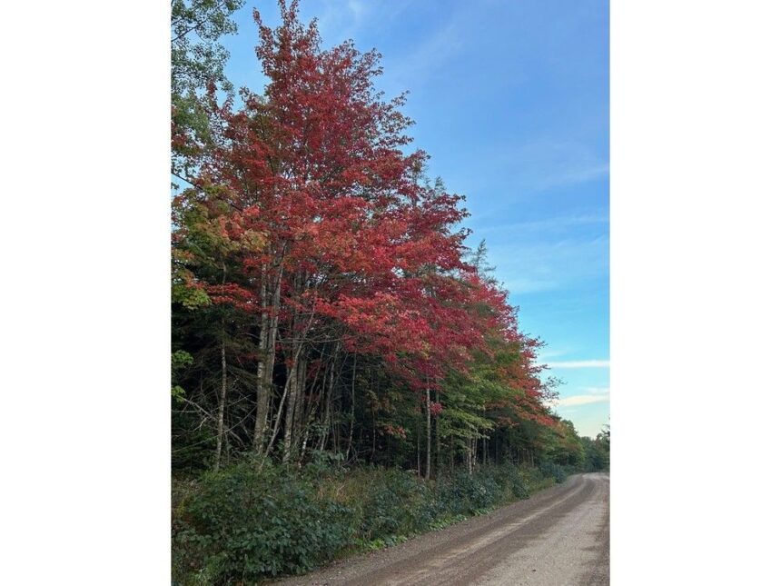 its-time-to-go-back-in-the-woods