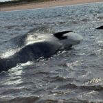 groups-work-to-assess-condition-of-3-stranded-sperm-whales-off-pei.’s-north-shore