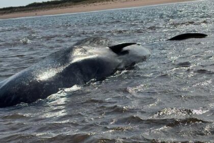 groups-work-to-assess-condition-of-3-stranded-sperm-whales-off-pei.’s-north-shore