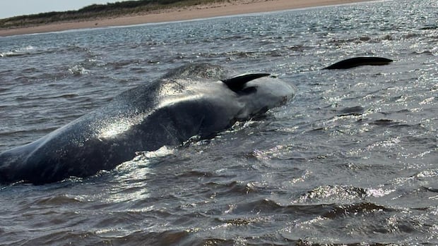 groups-work-to-assess-condition-of-3-stranded-sperm-whales-off-pei.’s-north-shore