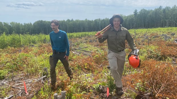 how-will-maritime-trees-fare-as-the-province-warms?-plant-them-down-south-and-find-out