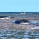concern-growing-for-small-group-of-sperm-whales-trapped-off-pei.’s-north-shore