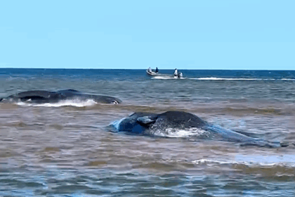concern-growing-for-small-group-of-sperm-whales-trapped-off-pei.’s-north-shore