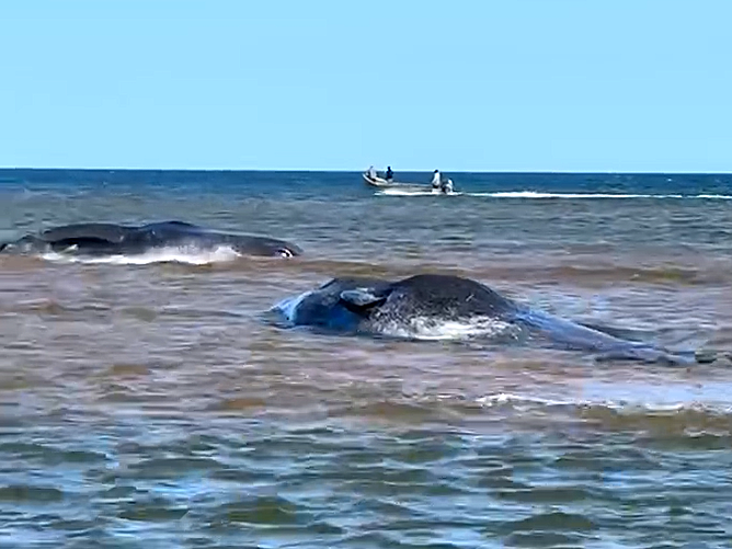concern-growing-for-small-group-of-sperm-whales-trapped-off-pei.’s-north-shore