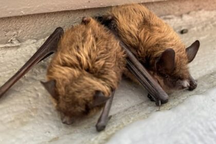 bats-testing-positive-for-rabies-in-sask.-a-reminder-to-be-cautious,-vaccinate-pets:-wildlife-expert