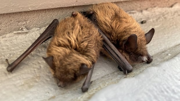 bats-testing-positive-for-rabies-in-sask.-a-reminder-to-be-cautious,-vaccinate-pets:-wildlife-expert
