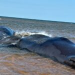 sperm-whales-remain-stranded-off-pei.s-north-shore