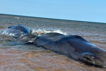 sperm-whales-remain-stranded-off-pei.s-north-shore