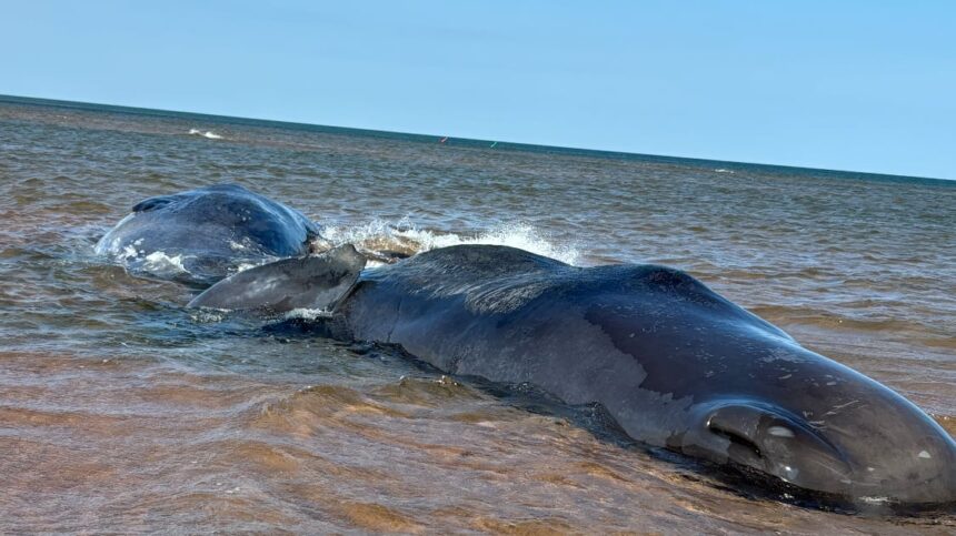 sperm-whales-remain-stranded-off-pei.s-north-shore