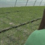 pei.-will-delay-planting-350,000-trees-until-spring-due-to-hot,-dry-summer-conditions
