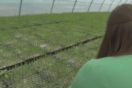 pei.-will-delay-planting-350,000-trees-until-spring-due-to-hot,-dry-summer-conditions