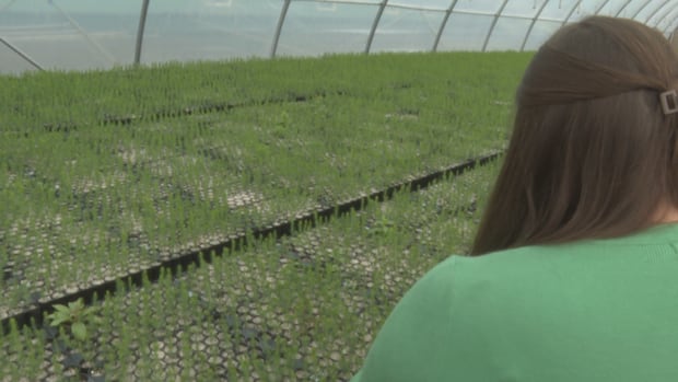 pei.-will-delay-planting-350,000-trees-until-spring-due-to-hot,-dry-summer-conditions