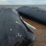 2-sperm-whales-stranded-off-pei.-have-died,-3rd-in-poor-condition,-says-response-group