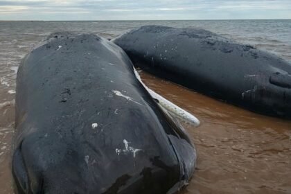 2-sperm-whales-stranded-off-pei.-have-died,-3rd-in-poor-condition,-says-response-group