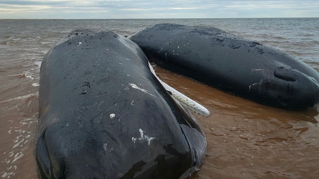 2-sperm-whales-stranded-off-pei.-have-died,-3rd-in-poor-condition,-says-response-group