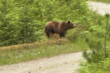 charges-laid-in-connection-with-killing-of-grizzly-on-bc.’s-texada-island