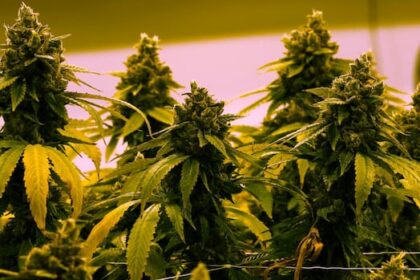 new-clinical-trial-shows-cannabis-based-oil-improved-chronic-low-back-pain