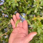 wild-blueberry-crop-in-maritimes-has-taken-a-hit-from-prolonged-drought