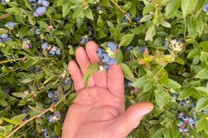wild-blueberry-crop-in-maritimes-has-taken-a-hit-from-prolonged-drought