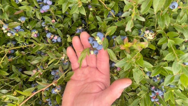 wild-blueberry-crop-in-maritimes-has-taken-a-hit-from-prolonged-drought
