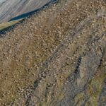in-the-yukon,-the-longest-land-migration-on-earth-is-under-threat