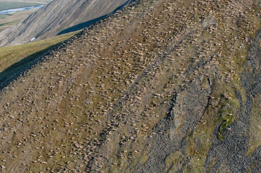 in-the-yukon,-the-longest-land-migration-on-earth-is-under-threat