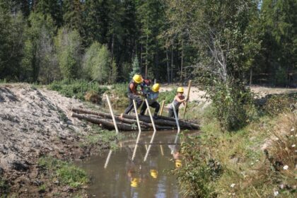beavers-disappeared-from-syilx-territories.-could-imitating-their-habitats-bring-them-back-and-restore-their-wetlands?