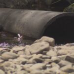 drought-conditions-persist-in-yarmouth-county