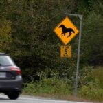 deaths-of-3-horses-in-highway-99-collision-highlight-challenges-of-free-roaming-herd-near-pemberton,-bc.