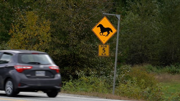 deaths-of-3-horses-in-highway-99-collision-highlight-challenges-of-free-roaming-herd-near-pemberton,-bc.