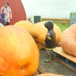 annual-pumpkin-weigh-off-in-pei.-to-include-even-more-garden-giants-this-year