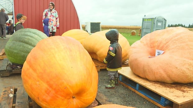 annual-pumpkin-weigh-off-in-pei.-to-include-even-more-garden-giants-this-year