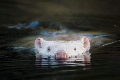 rare-white-beaver-wows-ottawa-area-wildlife-watchers