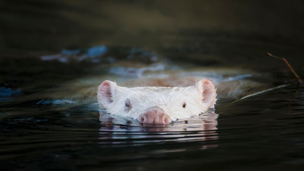 rare-white-beaver-wows-ottawa-area-wildlife-watchers