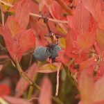 ns.-wild-blueberry-crops-taking-hit-from-drought