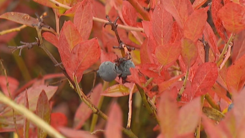 ns.-wild-blueberry-crops-taking-hit-from-drought