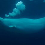 marineland-says-its-belugas-shouldn’t-go-to-nova-scotia’s-whale-sanctuary-project