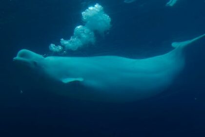 marineland-says-its-belugas-shouldn’t-go-to-nova-scotia’s-whale-sanctuary-project