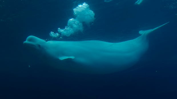 marineland-says-its-belugas-shouldn’t-go-to-nova-scotia’s-whale-sanctuary-project